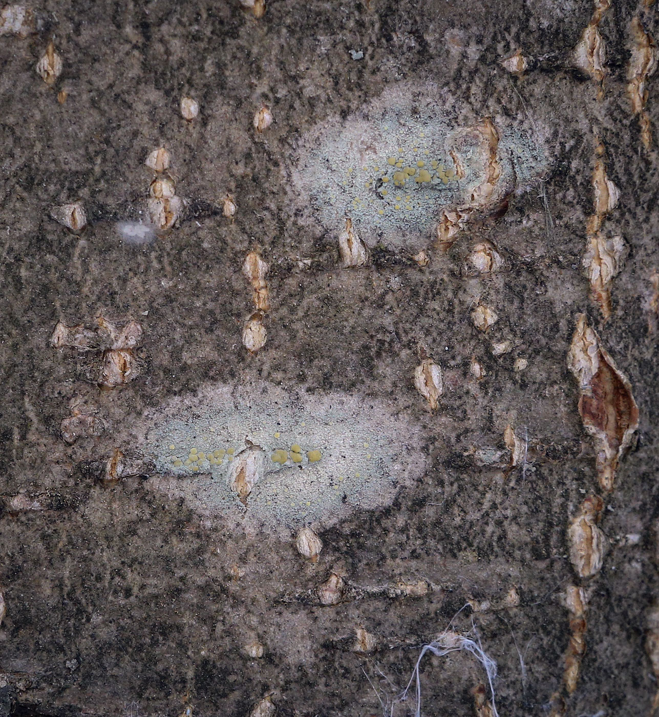 Image of Lecanora symmicta specimen.