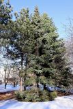 Picea glehnii. Взрослое дерево в сообществе Abies concolor (справа) и Pinus resinosa (слева). Санкт-Петербург, Петроградский р-н, Ботанический сад им. Петра Великого, в культуре. 25.03.2021.