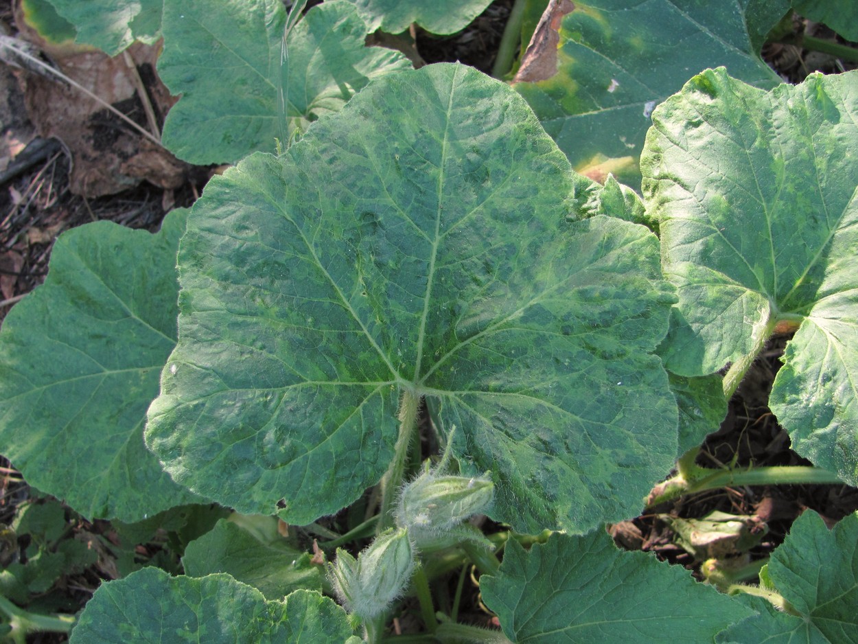 Image of Cucurbita maxima specimen.