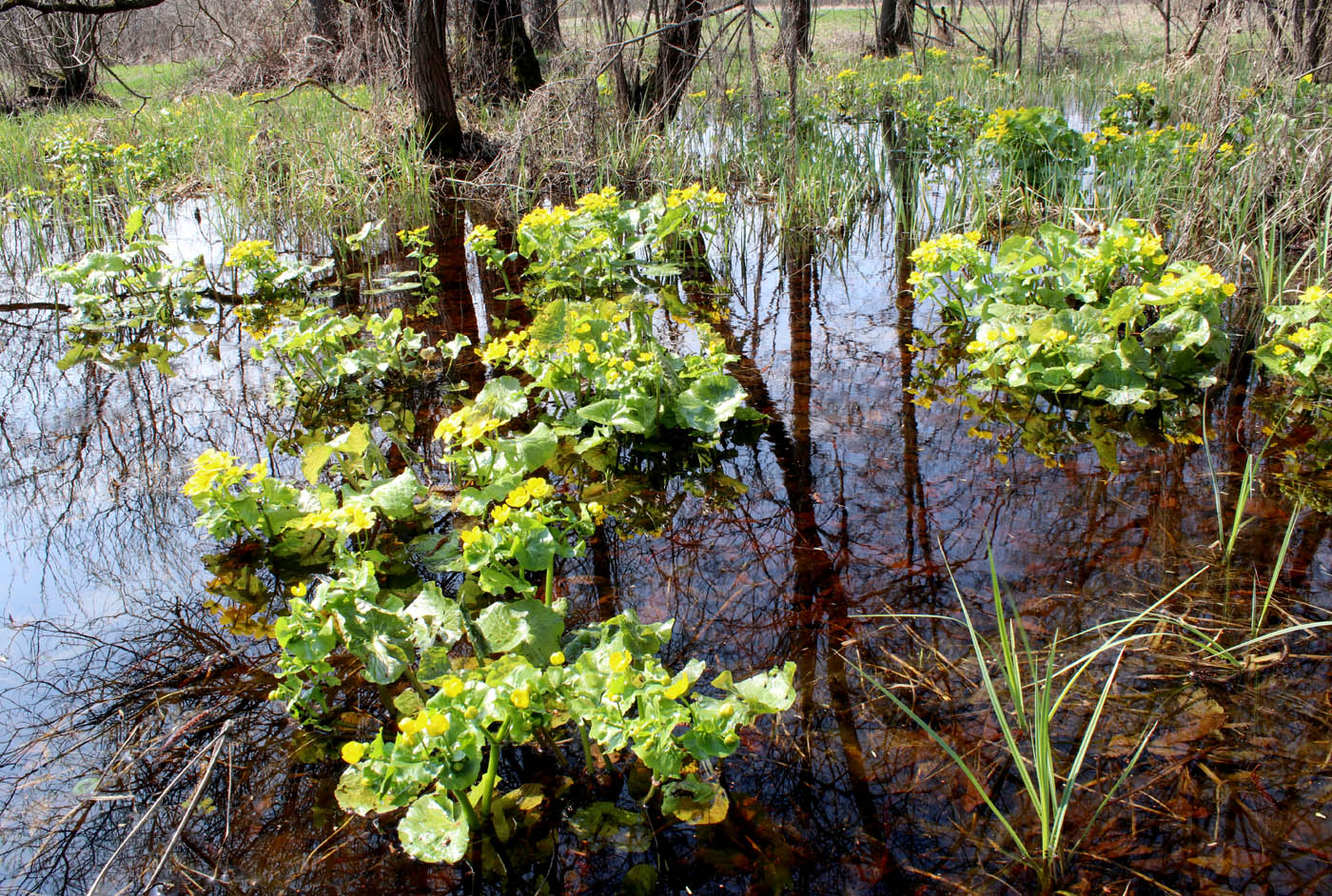 Image of Caltha palustris specimen.