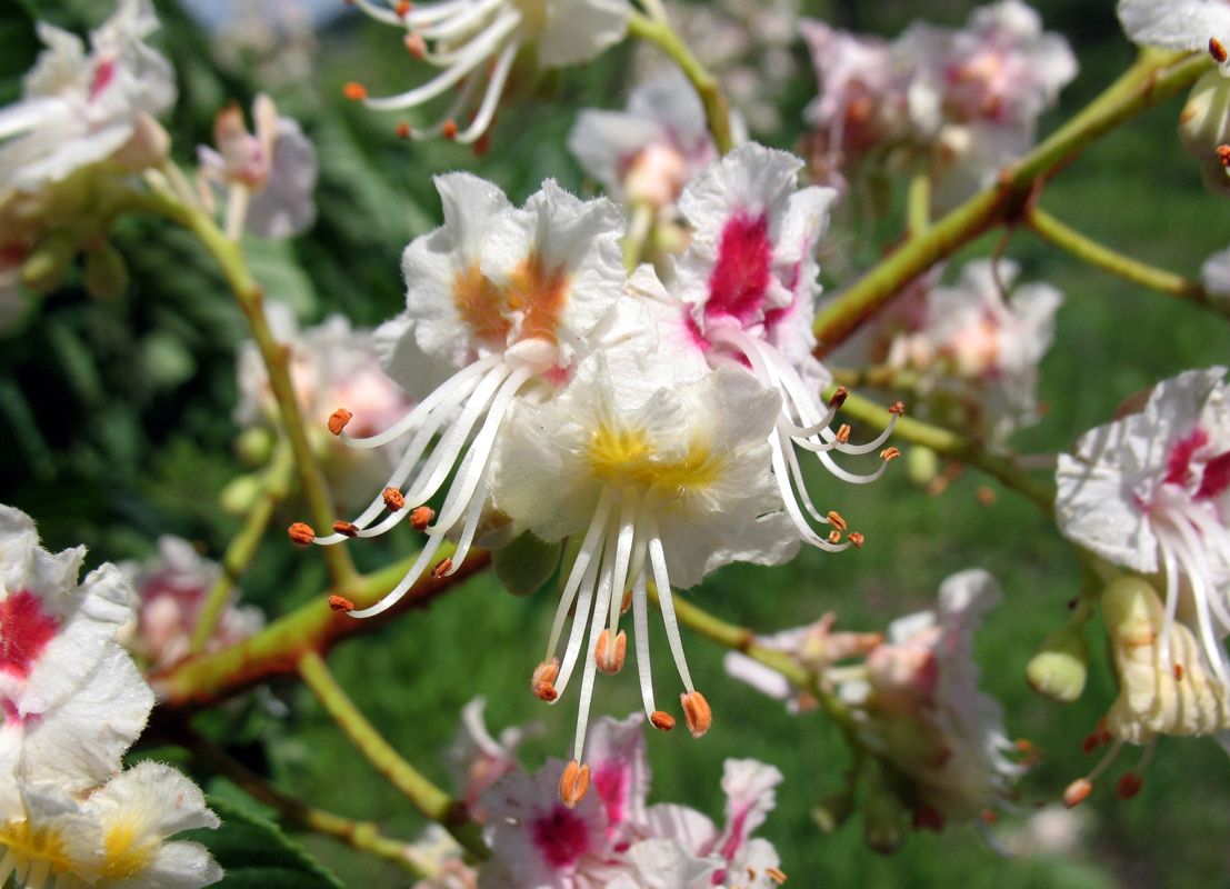 Image of Aesculus hippocastanum specimen.