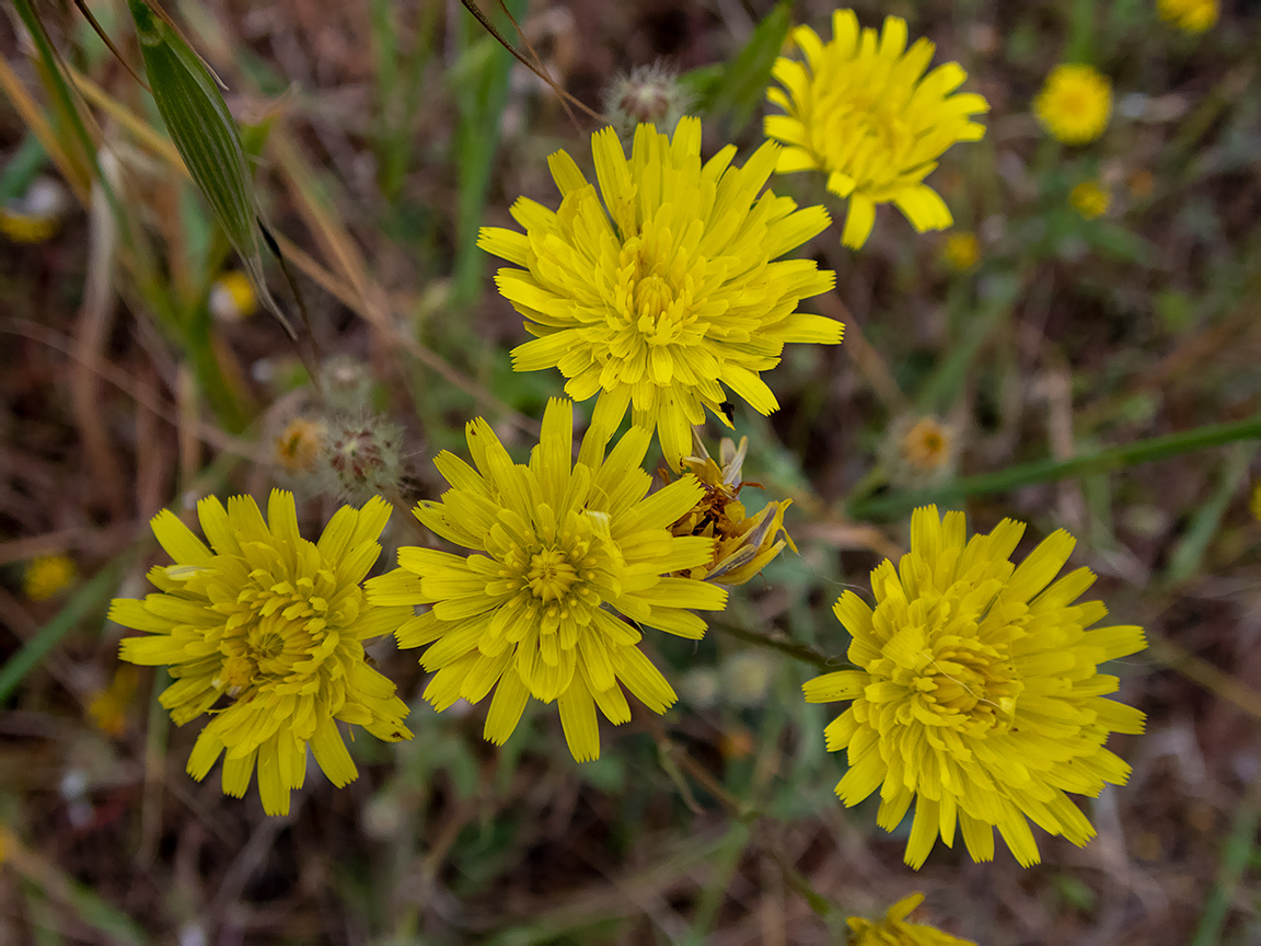 Изображение особи Crepis rhoeadifolia.