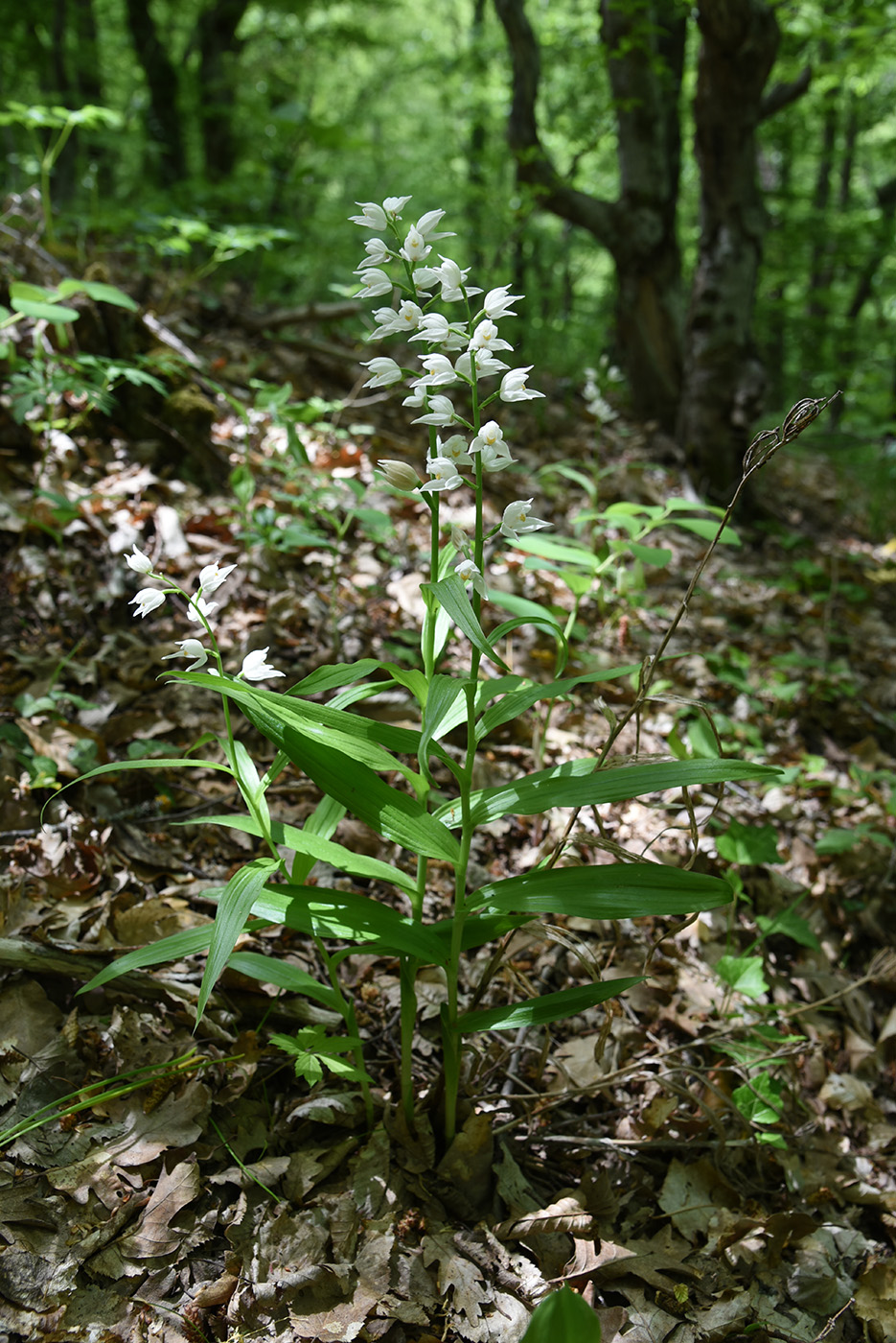 Изображение особи Cephalanthera longifolia.