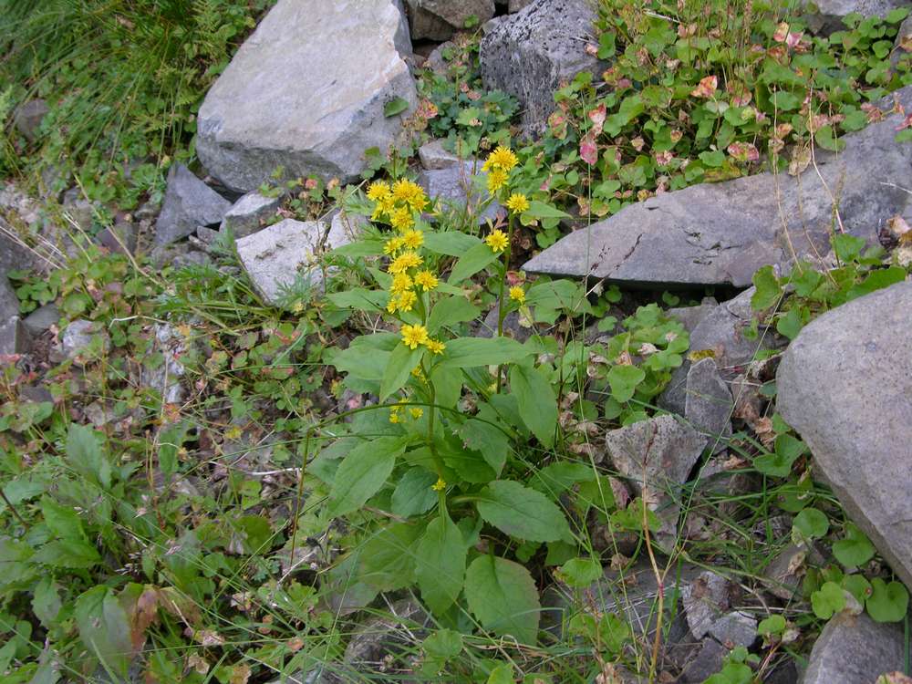 Изображение особи Solidago cuprea.