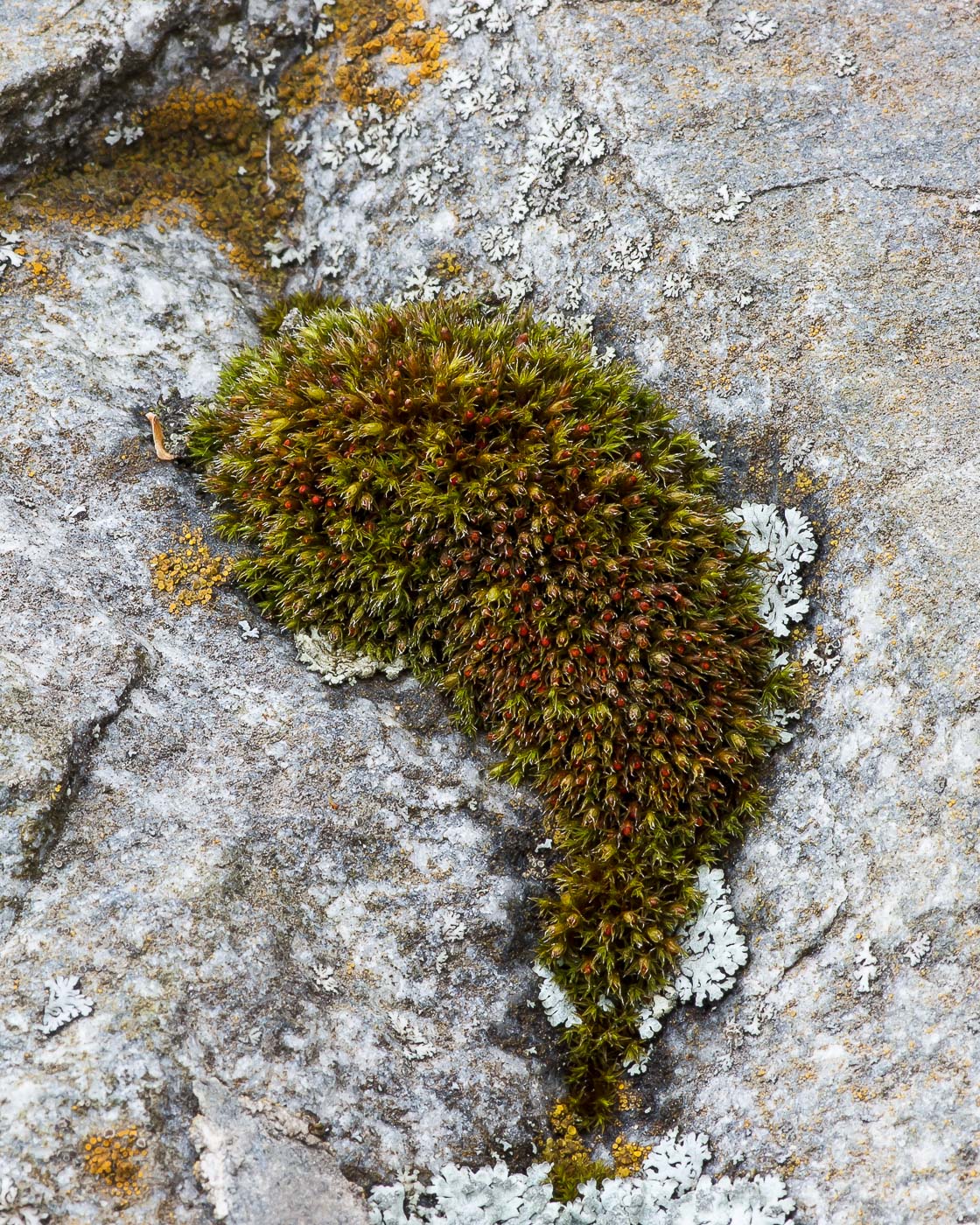 Image of genus Schistidium specimen.