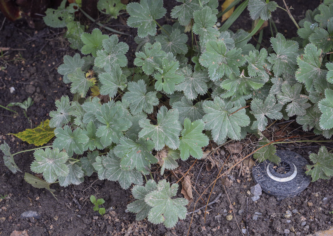 Image of genus Alchemilla specimen.