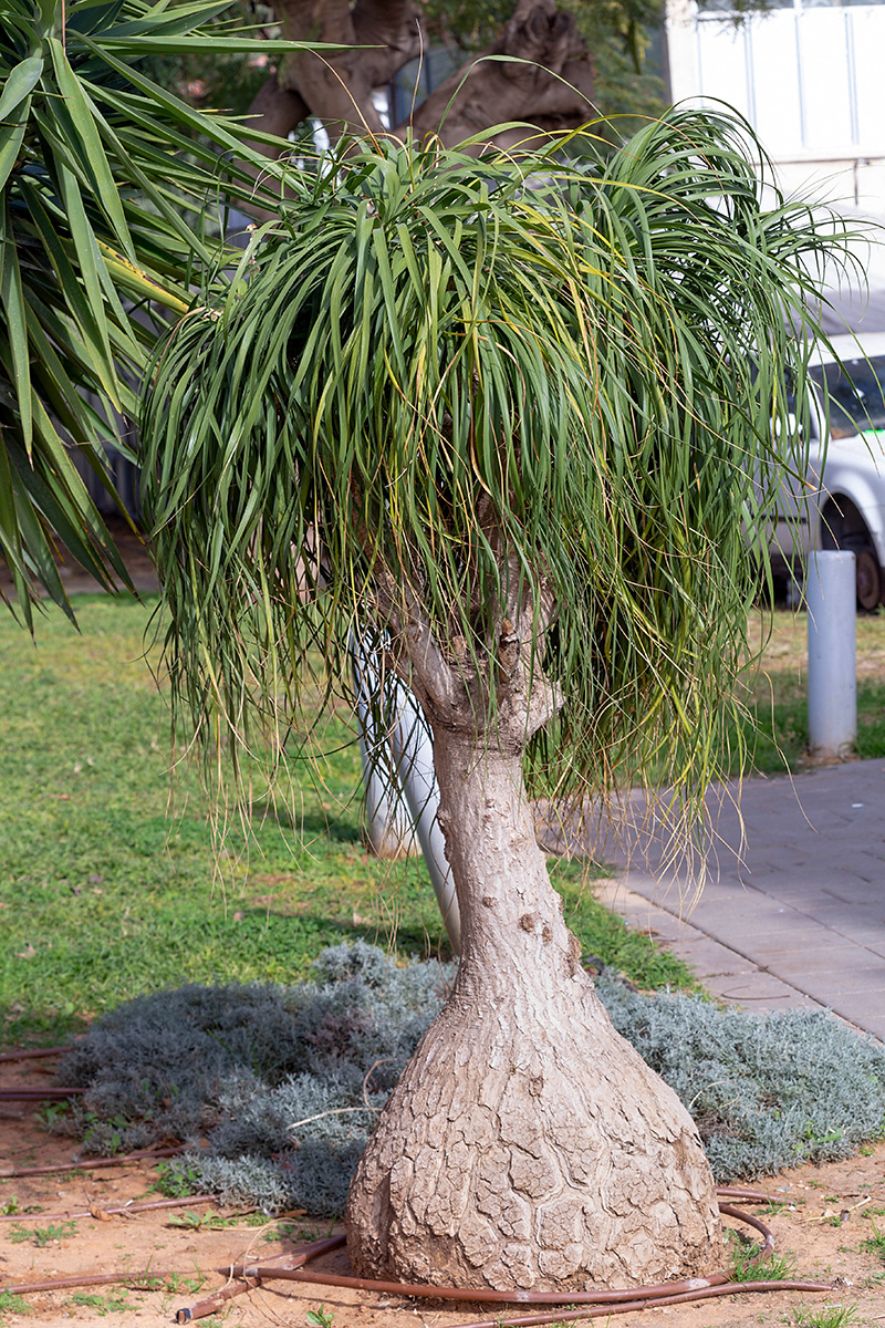 Image of Beaucarnea recurvata specimen.