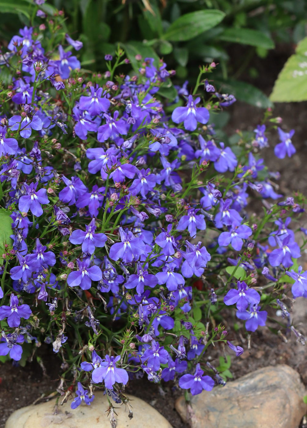 Image of Lobelia erinus specimen.