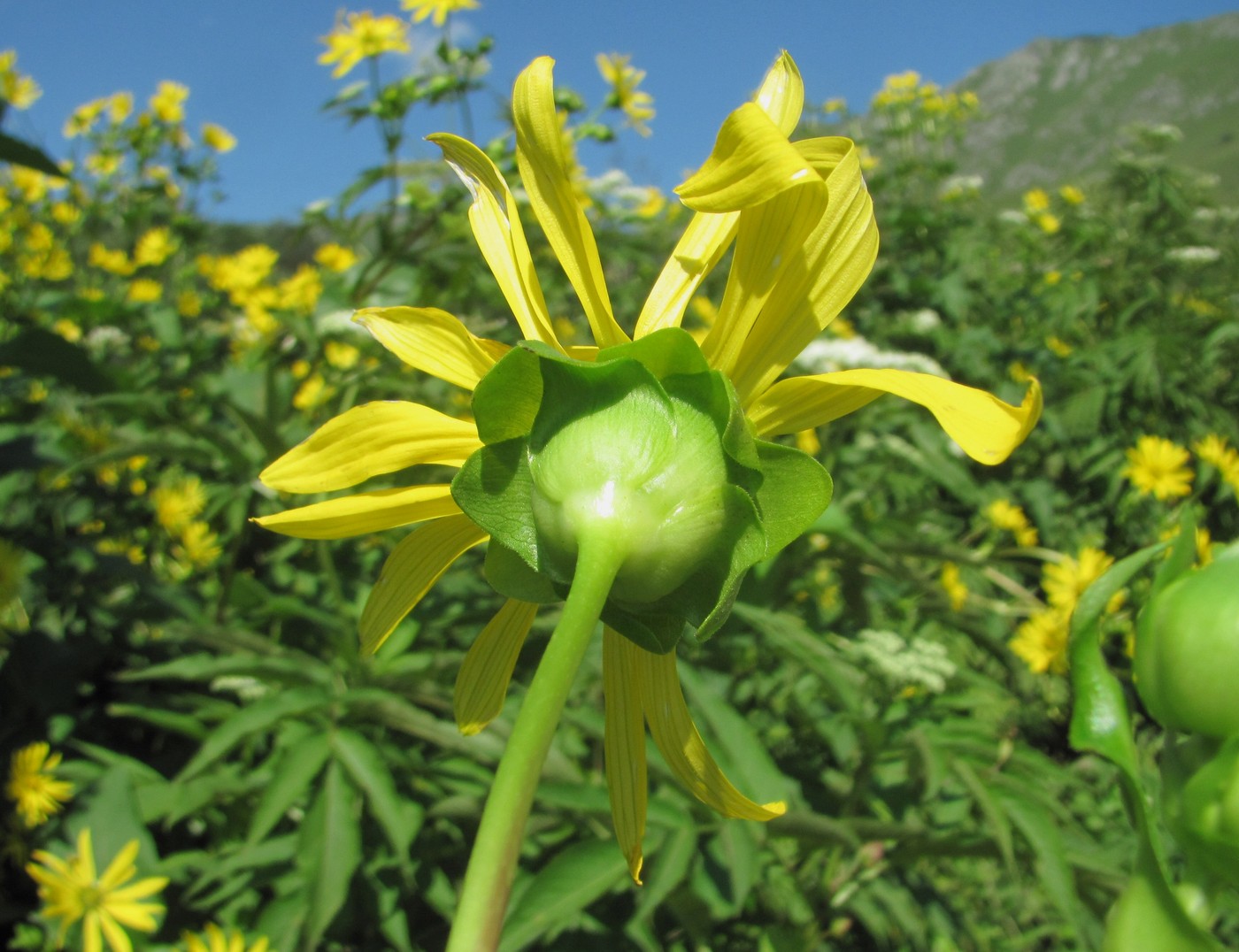 Image of Silphium perfoliatum specimen.