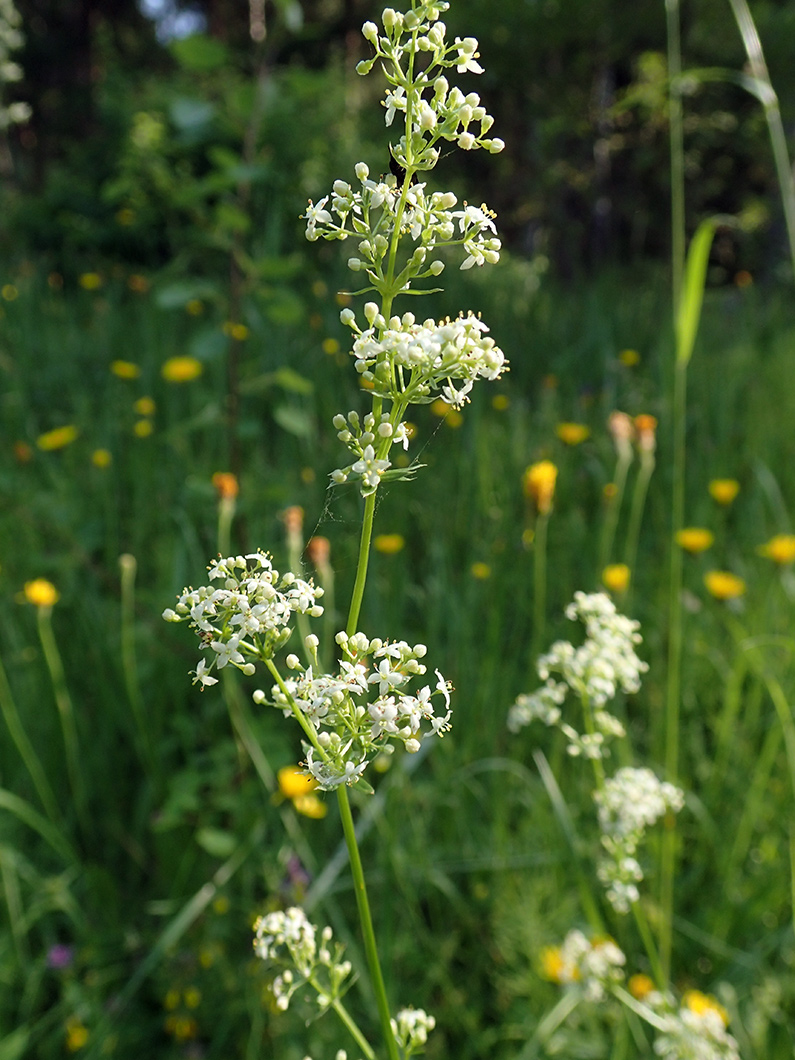 Image of Galium album specimen.