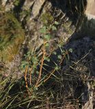 Spiraea trilobata. Вегетирующее растение. Алтай, Улаганский р-н, долина Чулышмана, правый берег ручья Куркуре выше нижнего каскада водопада Куркуре, на скале. 6 августа 2020 г.