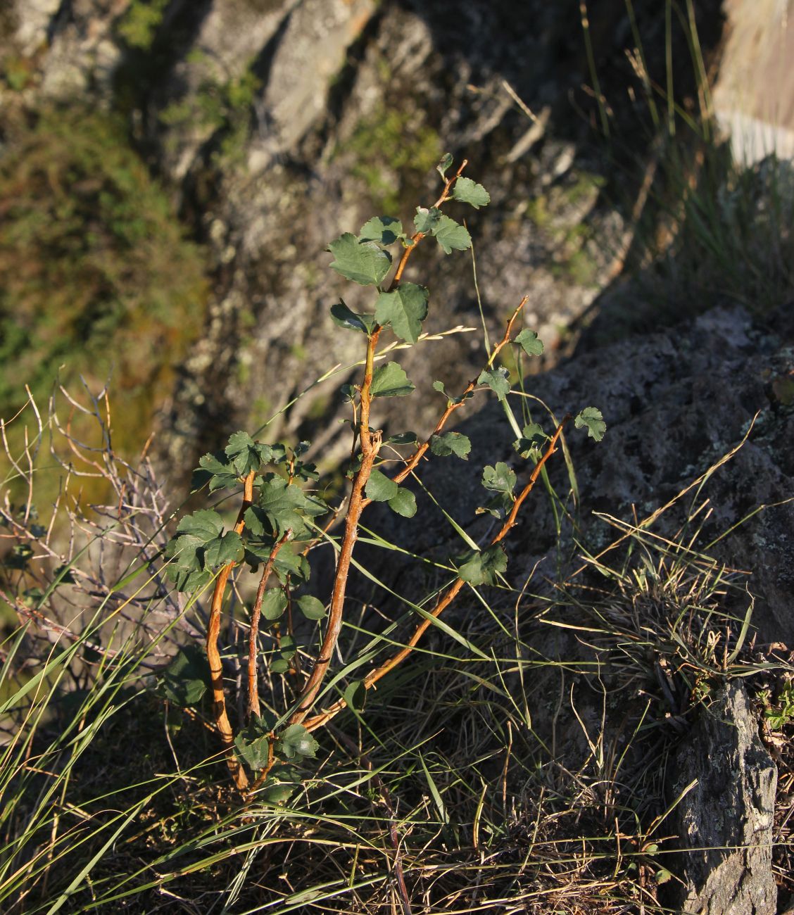 Image of Spiraea trilobata specimen.