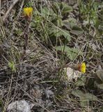 Tussilago farfara. Цветущие растения. Пермский край, Кунгурский р-н, ур. Подкаменная гора, разнотравный луг вдоль крутого склона. 06.05.2022.