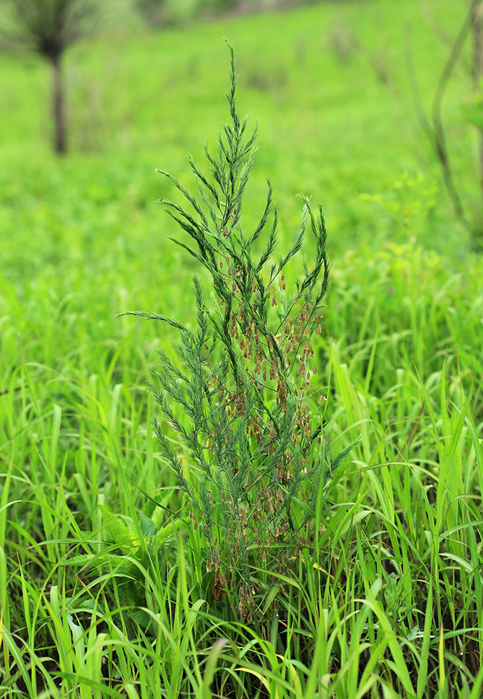 Изображение особи Asparagus oligoclonos.