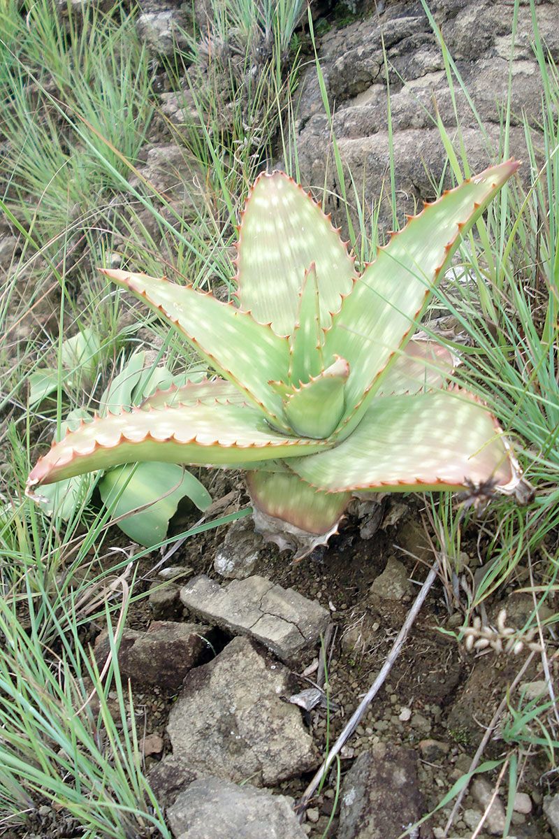 Изображение особи род Aloe.