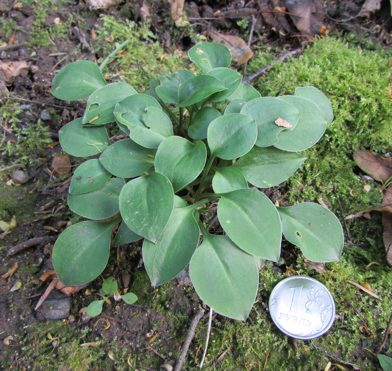 Image of Hosta capitata specimen.