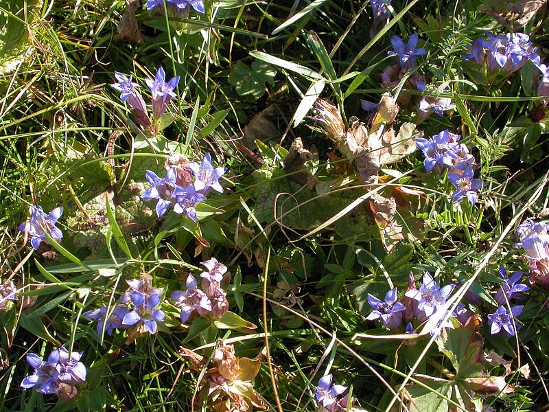 Image of Gentiana septemfida specimen.