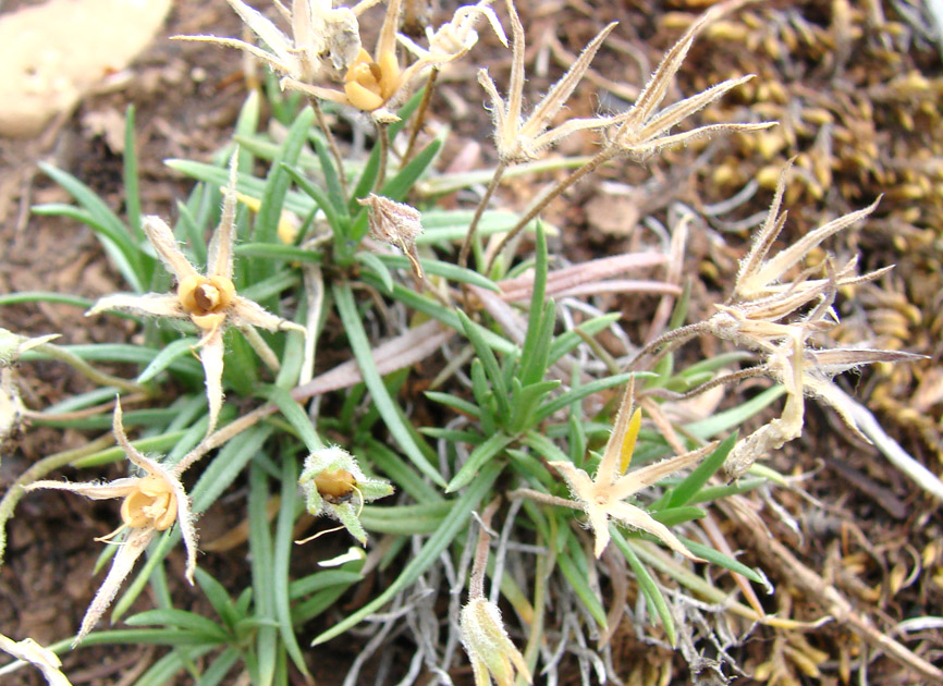 Image of Phlox sibirica specimen.