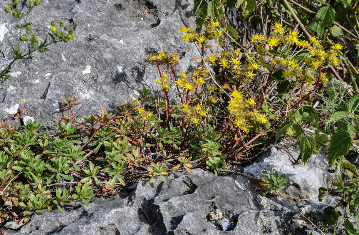 Изображение особи Aizopsis hybrida.