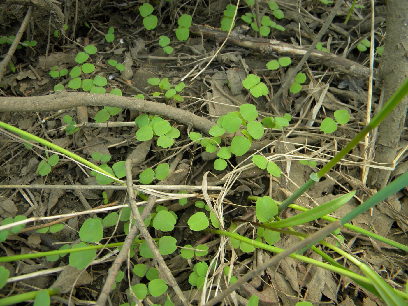 Image of Impatiens noli-tangere specimen.