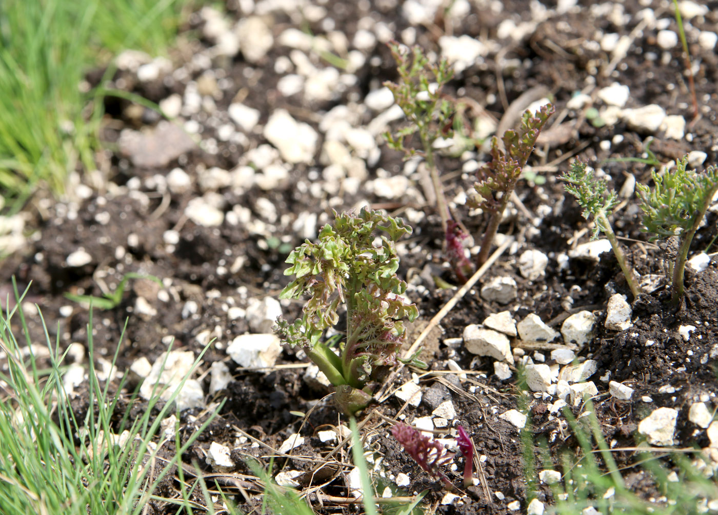 Image of Crambe tataria specimen.