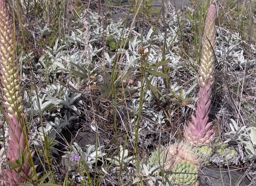 Image of Orostachys spinosa specimen.