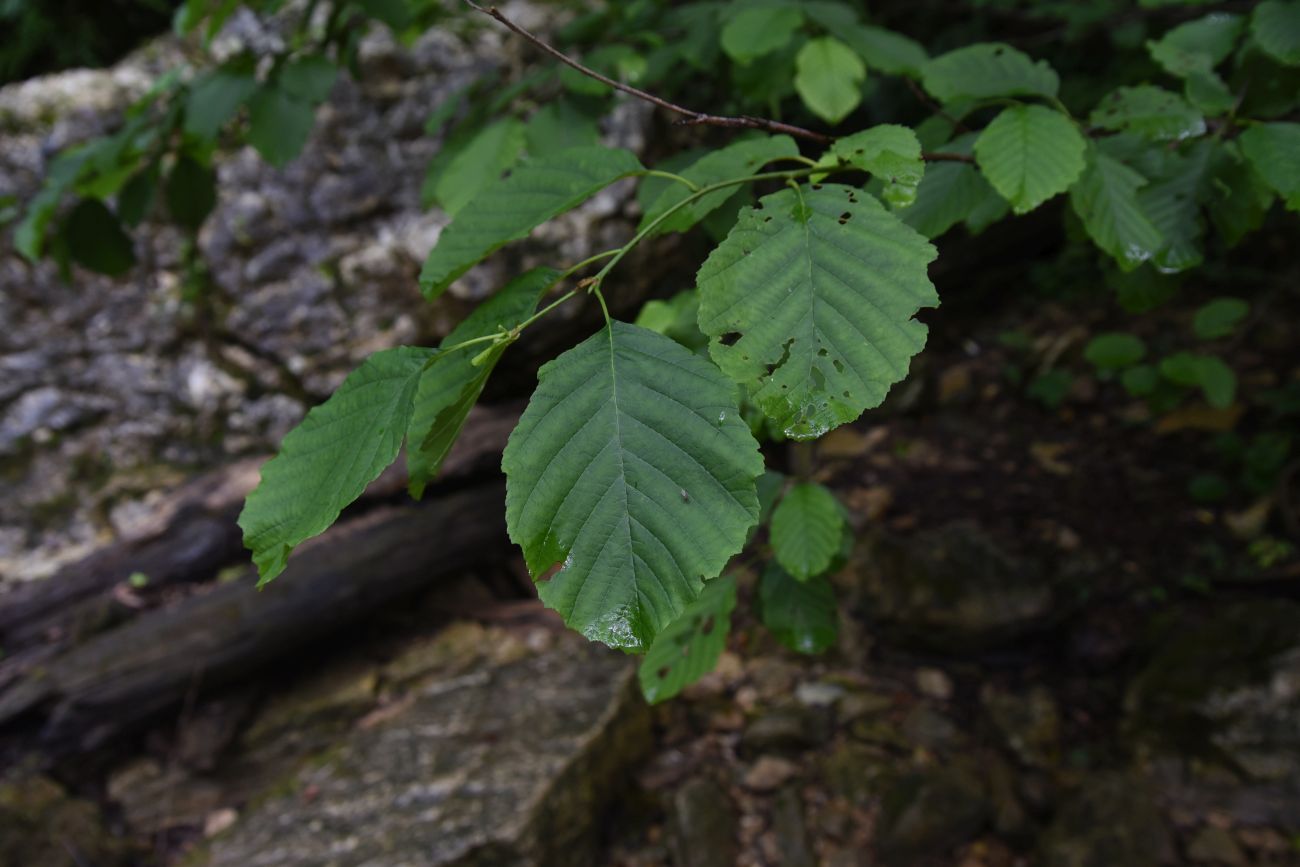 Image of Alnus barbata specimen.