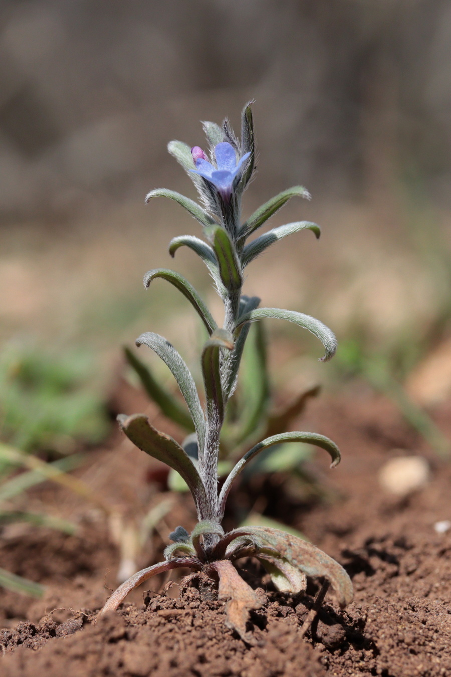 Image of Buglossoides incrassata specimen.