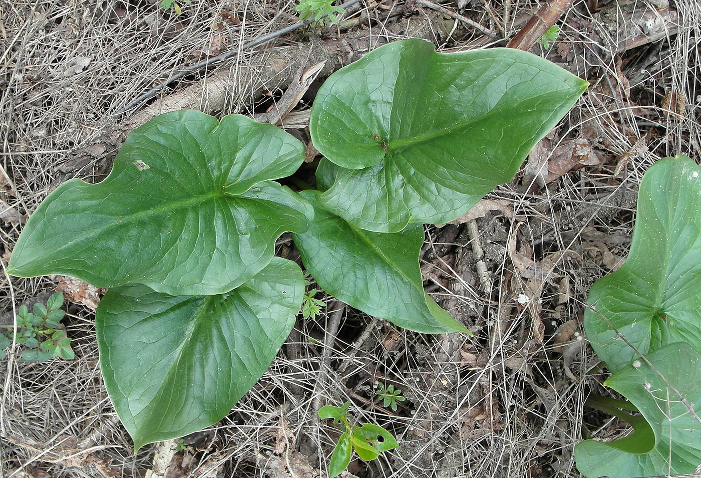 Image of Arum korolkowii specimen.