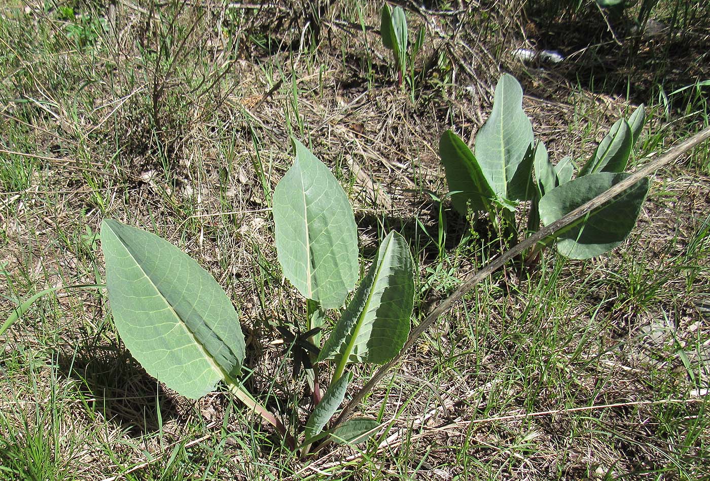Изображение особи род Ligularia.