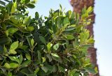 Ficus microcarpa. Верхушки ветвей с сикониями. Египет, мухафаза Асуан, г. Ком-Омбо, в культуре. 05.05.2023.