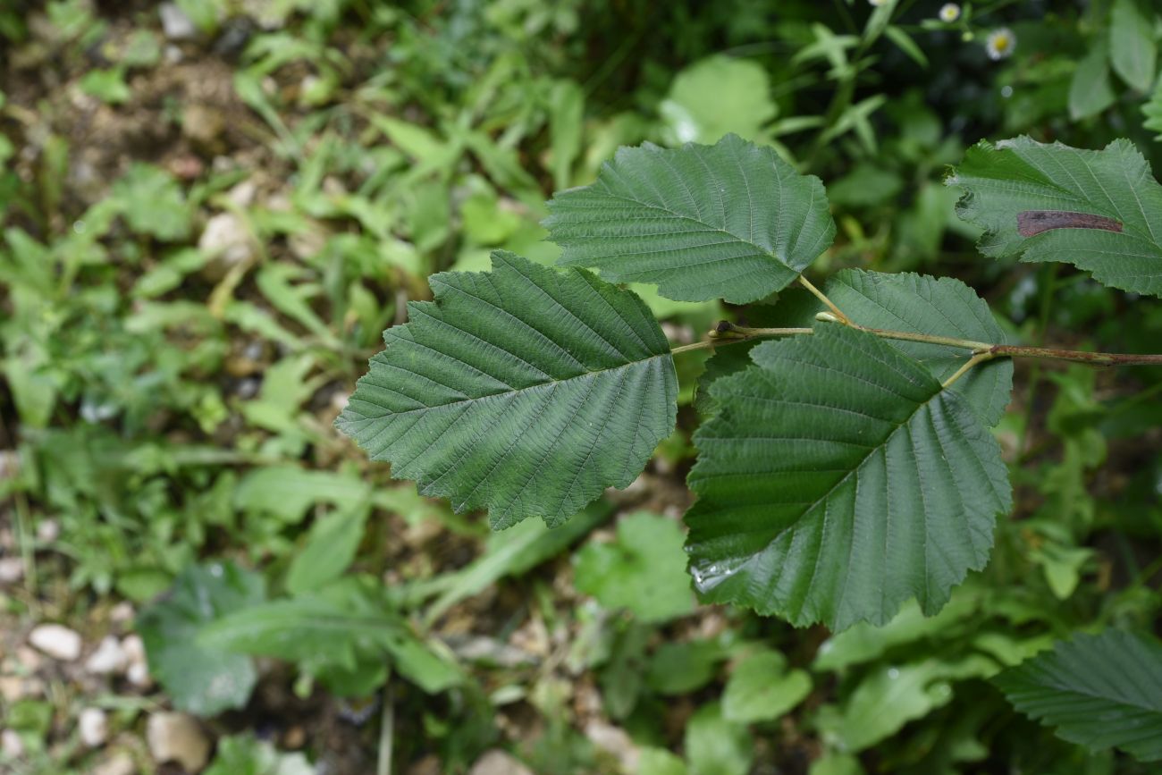 Изображение особи Alnus incana.