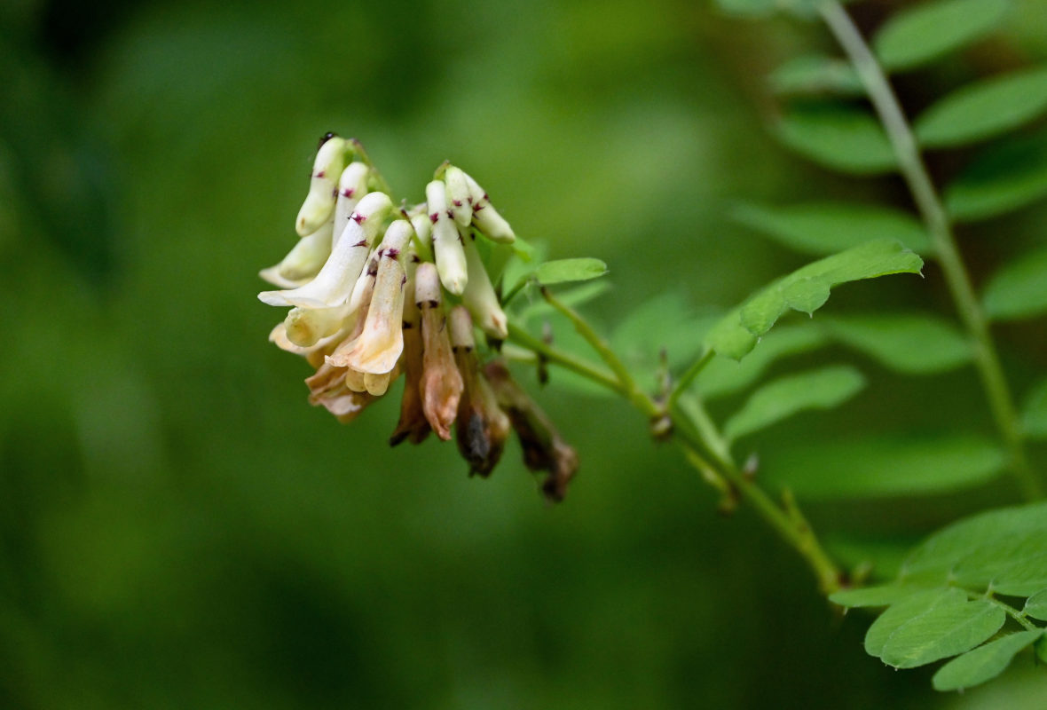 Изображение особи Vicia abbreviata.