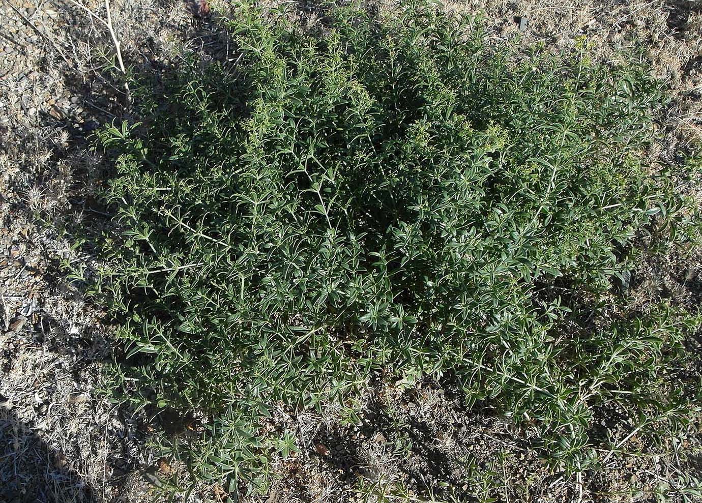 Image of Rubia deserticola specimen.