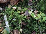 Смотреть изображение Plagiochila asplenioides