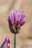 Allium schoenoprasum. Соцветие с прилипшей пыльцой (возможно, Pinus sylvestris). Ленинградская обл., Выборгский р-н, вост. берег Ермиловского залива, каменистый пляж, зона заплеска, узкая полоса маршевой растительности. 11.06.2023.