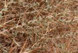 Смотреть изображение Astragalus spinosus