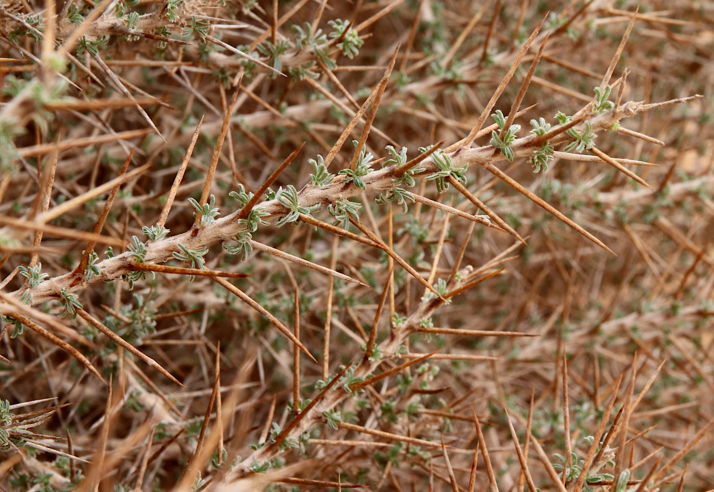 Изображение особи Astragalus spinosus.