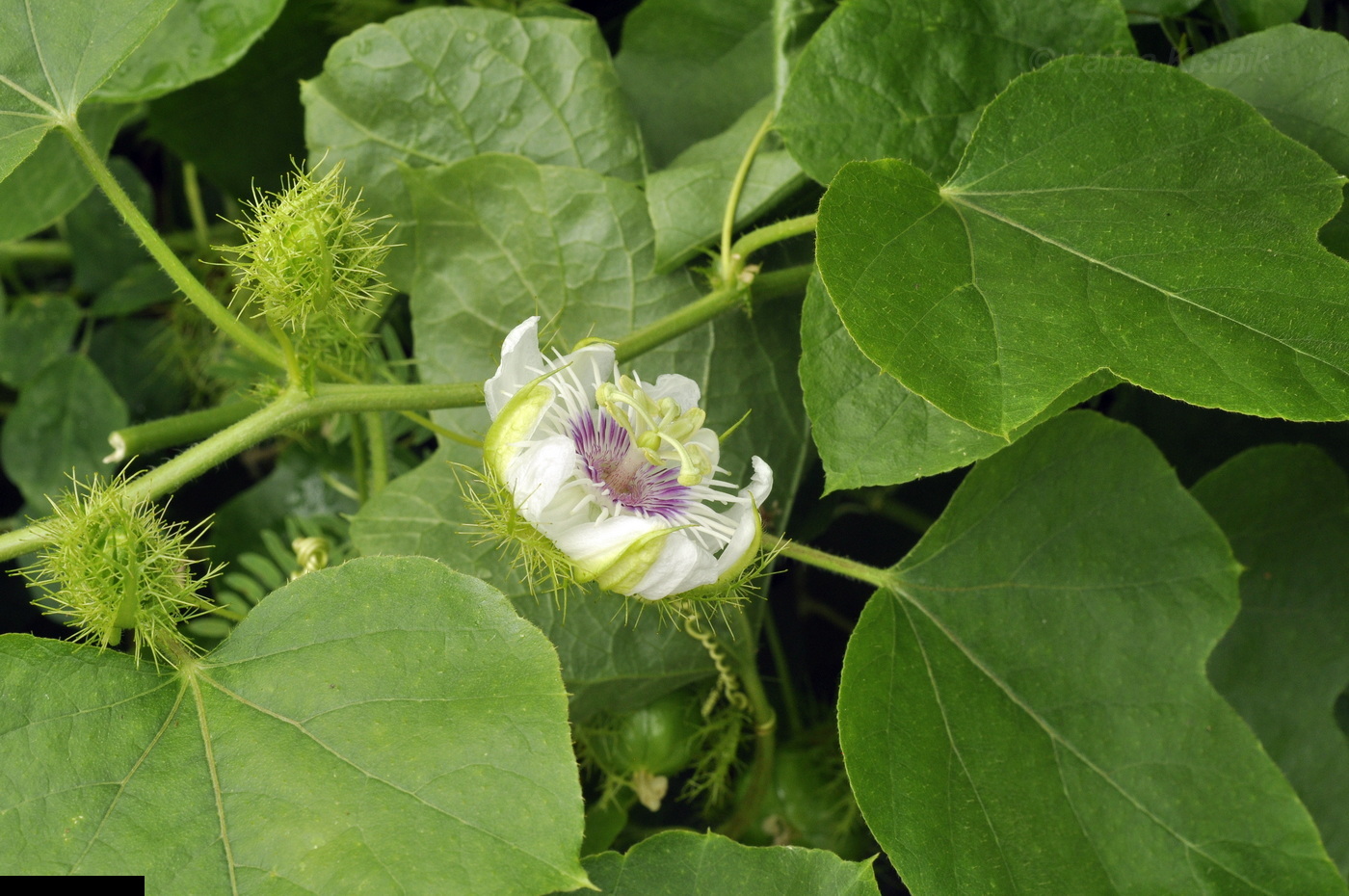 Image of Passiflora foetida specimen.