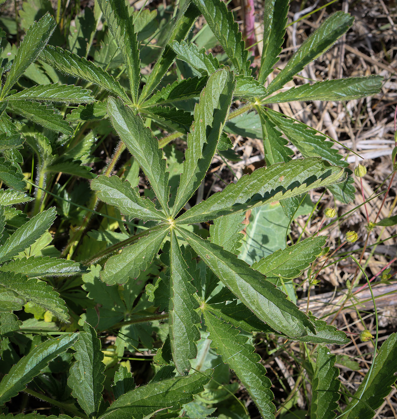 Изображение особи Potentilla thuringiaca.