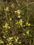 genus Rhinanthus. Верхушка цветущего растения. Калужская обл., Спас-Деменский р-н, окр. Малого Игнатовского болота близ истока р. Вдовчанка, слегка заболоченный луг. 10 сентября 2022 г.