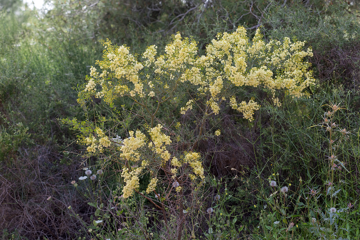 Image of Acacia victoriae specimen.