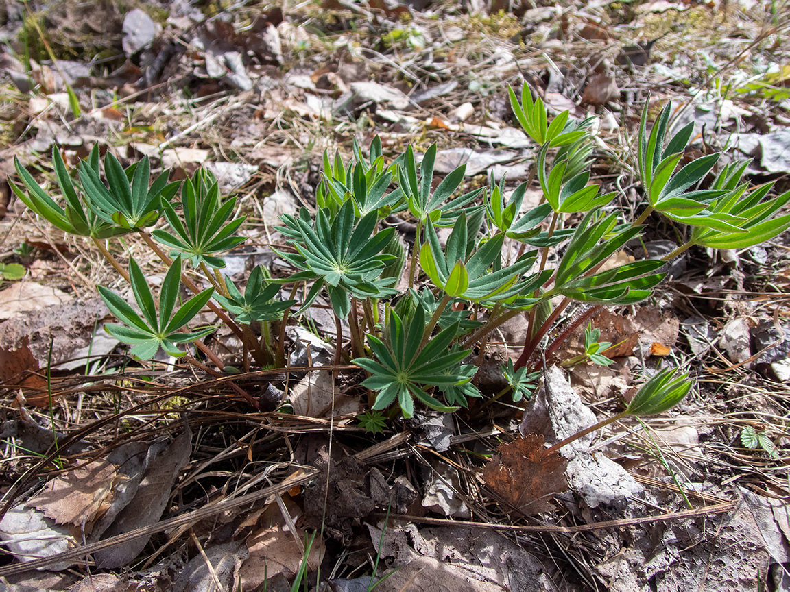 Image of Lupinus polyphyllus specimen.