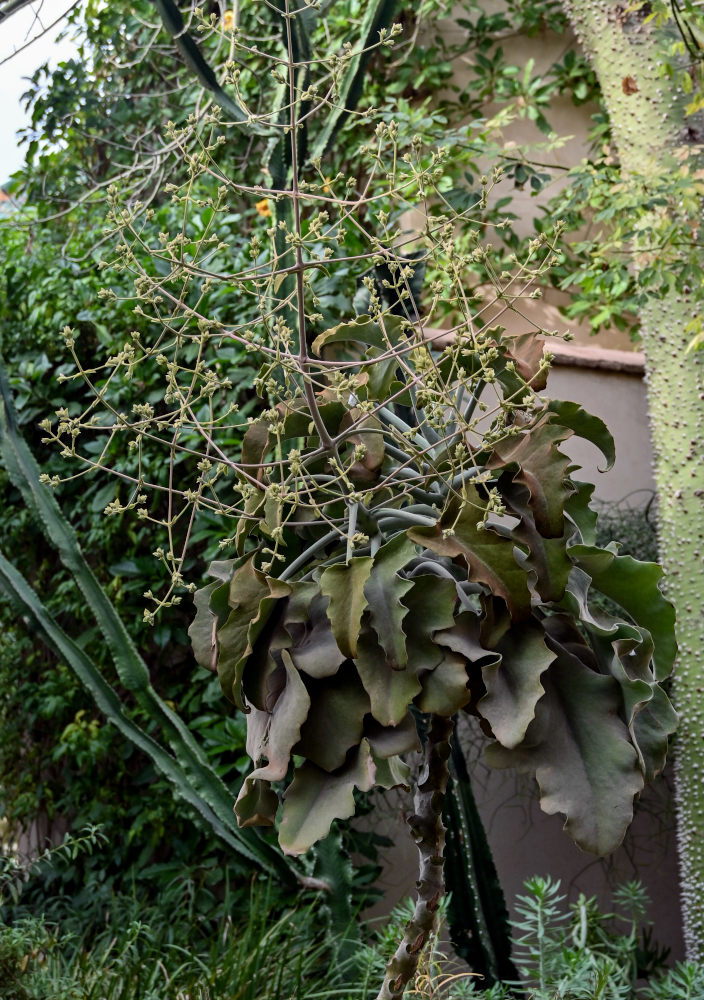 Image of Kalanchoe beharensis specimen.