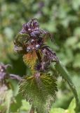 Lamium maculatum. Верхушка побега с соцветием в бутонах. Испания, автономное сообщество Каталония, провинция Жирона, комарка Ла Гарроча, муниципалитет Сан-Фелиу-де-Пальеролс, 1030 м н.у.м., в буково-березовом лесу, сырое затенённое подножие скалы. 19.04.2024.