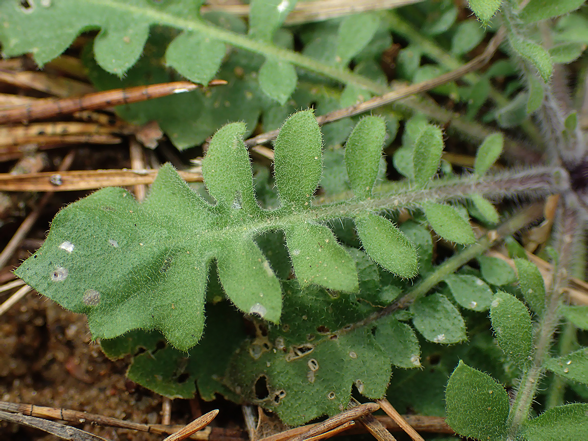 Image of Arabidopsis arenosa specimen.