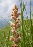 Orobanche owerinii. Верхушка соцветия. Карачаево-Черкесия, Зеленчукский р-н, гора Джисса, ≈ 1600 м н.у.м., субальпийский луг. 14.06.2024.