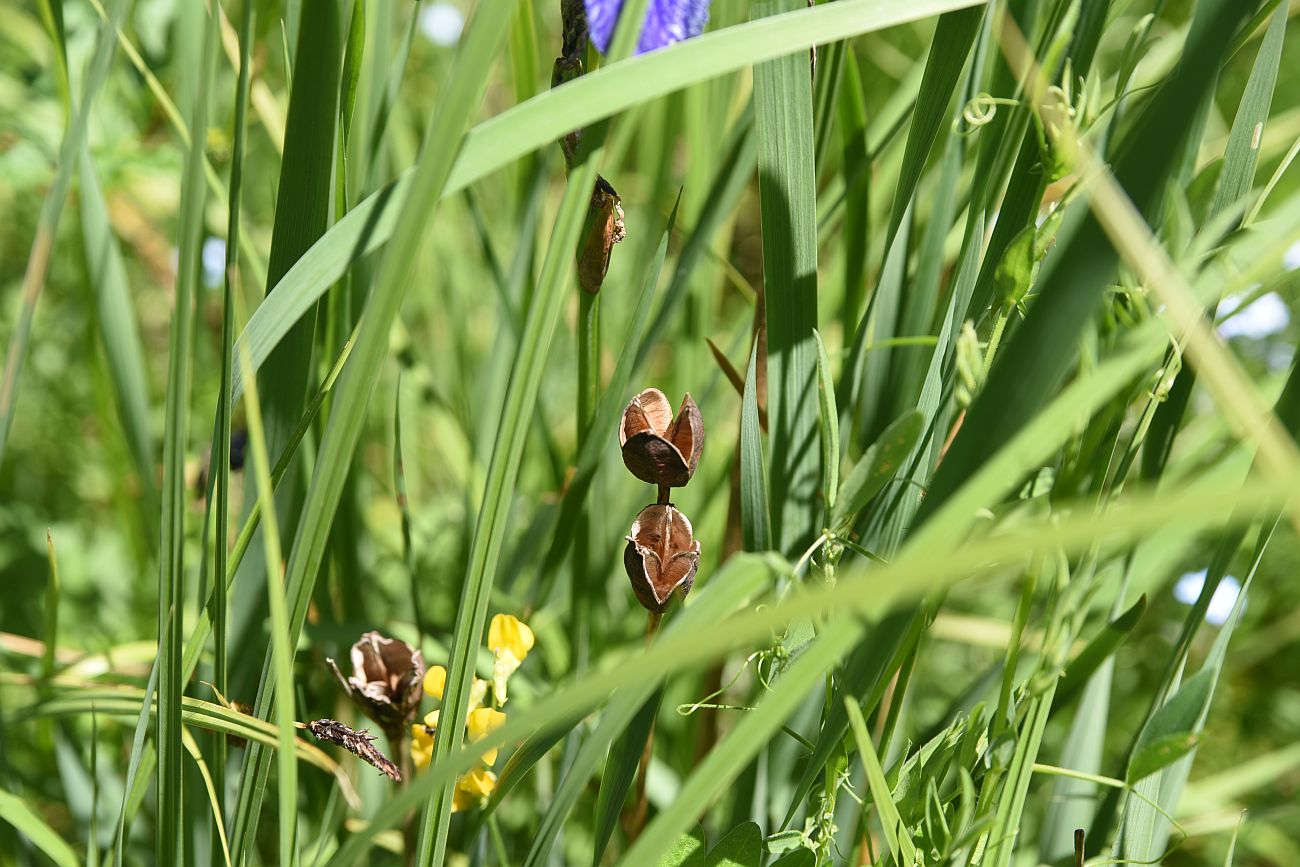 Image of Iris sibirica specimen.