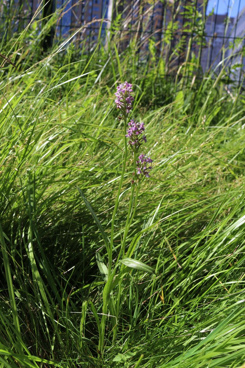 Изображение особи Dactylorhiza baltica.