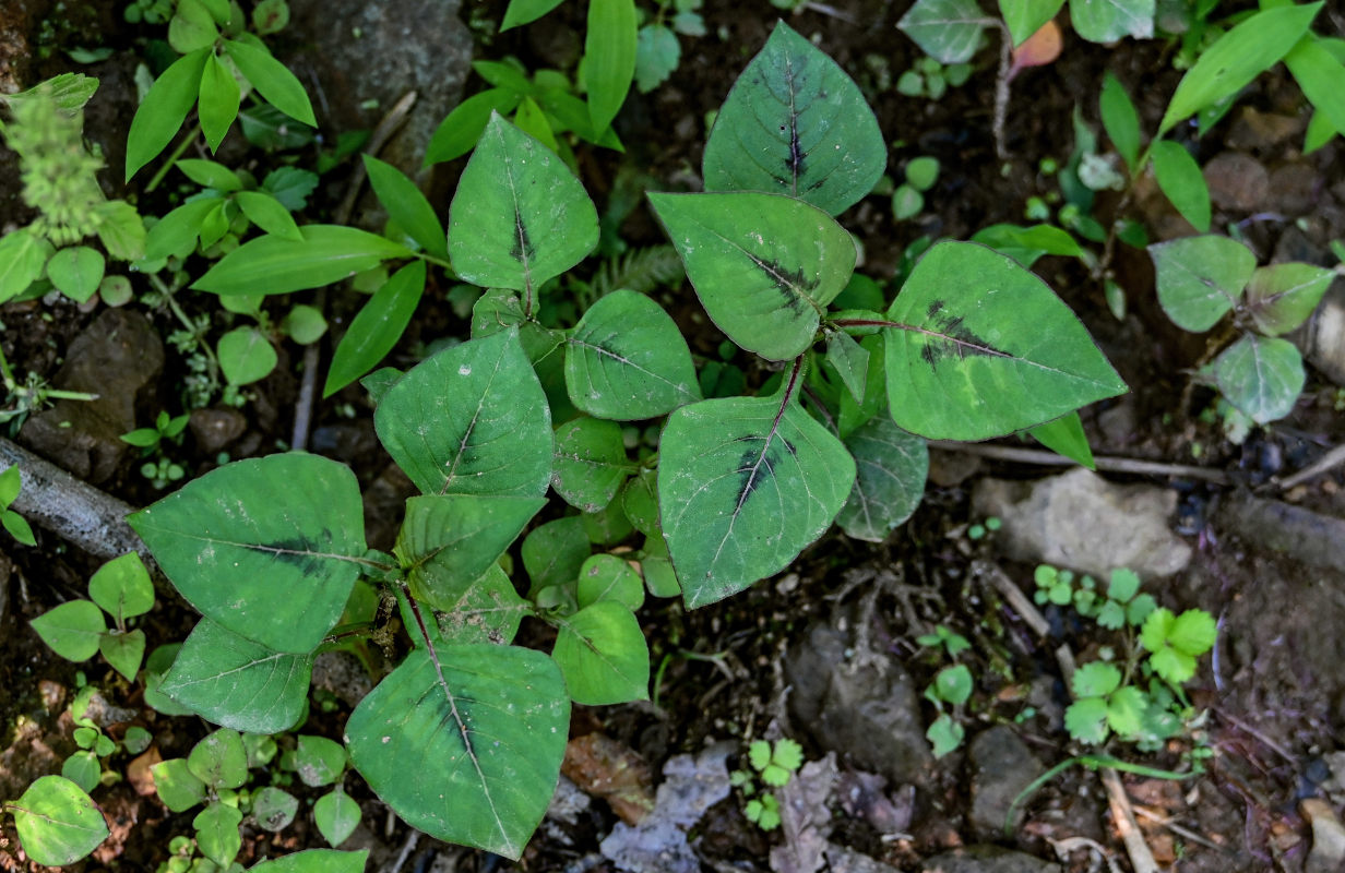 Изображение особи Cephalophilon nepalense.